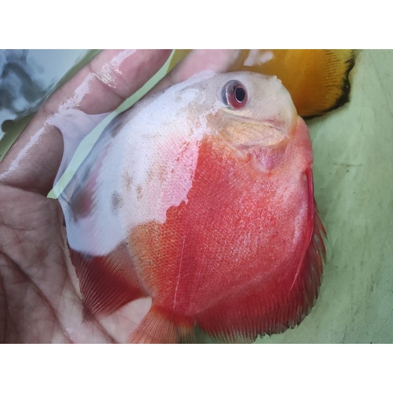 ikan discus  indukan 4 inch warna random