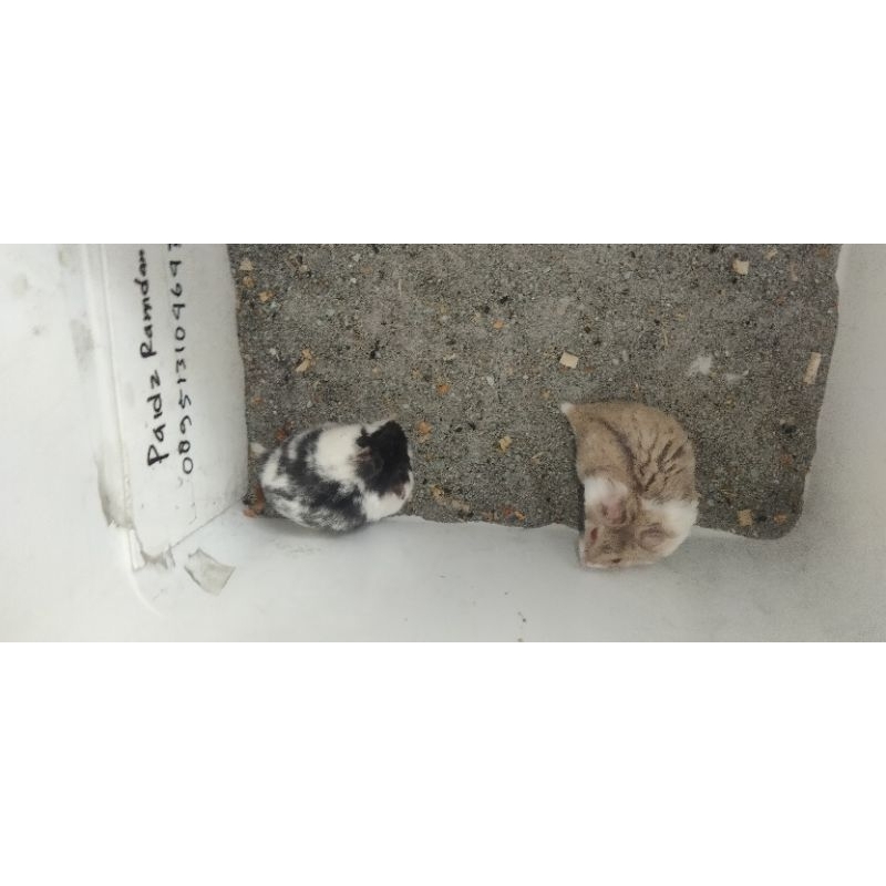 paking hamster sepasang