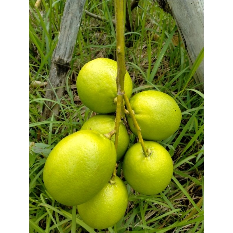 

LEMON SELALU FRESH 1 KG PANEN SENDIRI KIRIM DARI SLEMAN