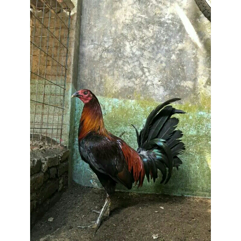 

telur ayam ak 47 pelor mas telur fertil ayam filipin