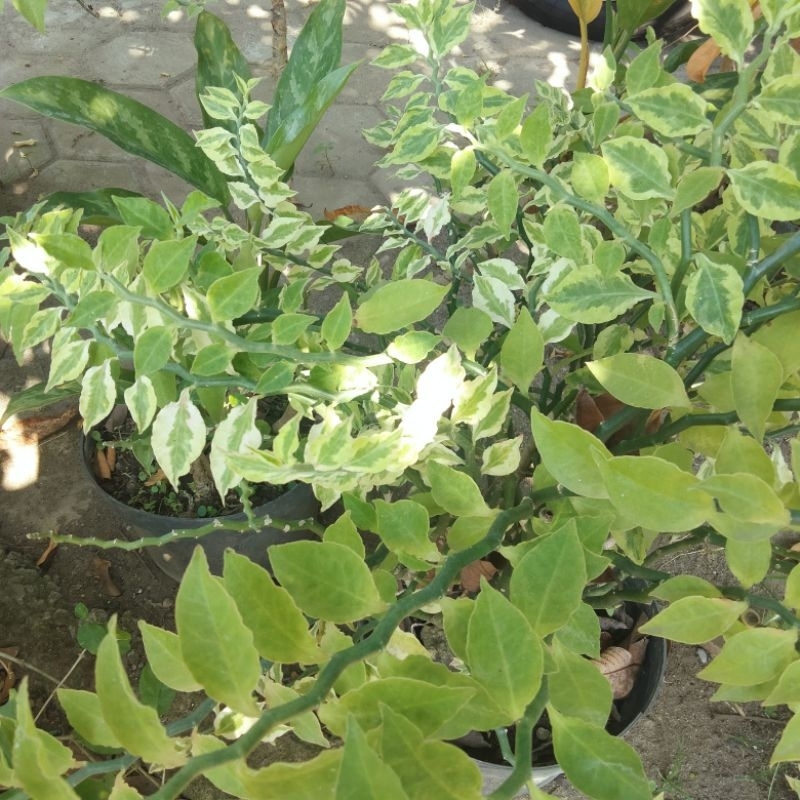 Stek Tanaman Patah Tulang Varigata - tanaman Pagar Keris Zigzag