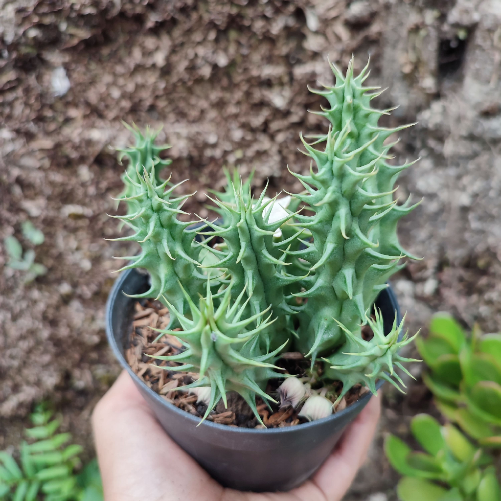 Huernia 1 | DP 10 Cm | Kaktus