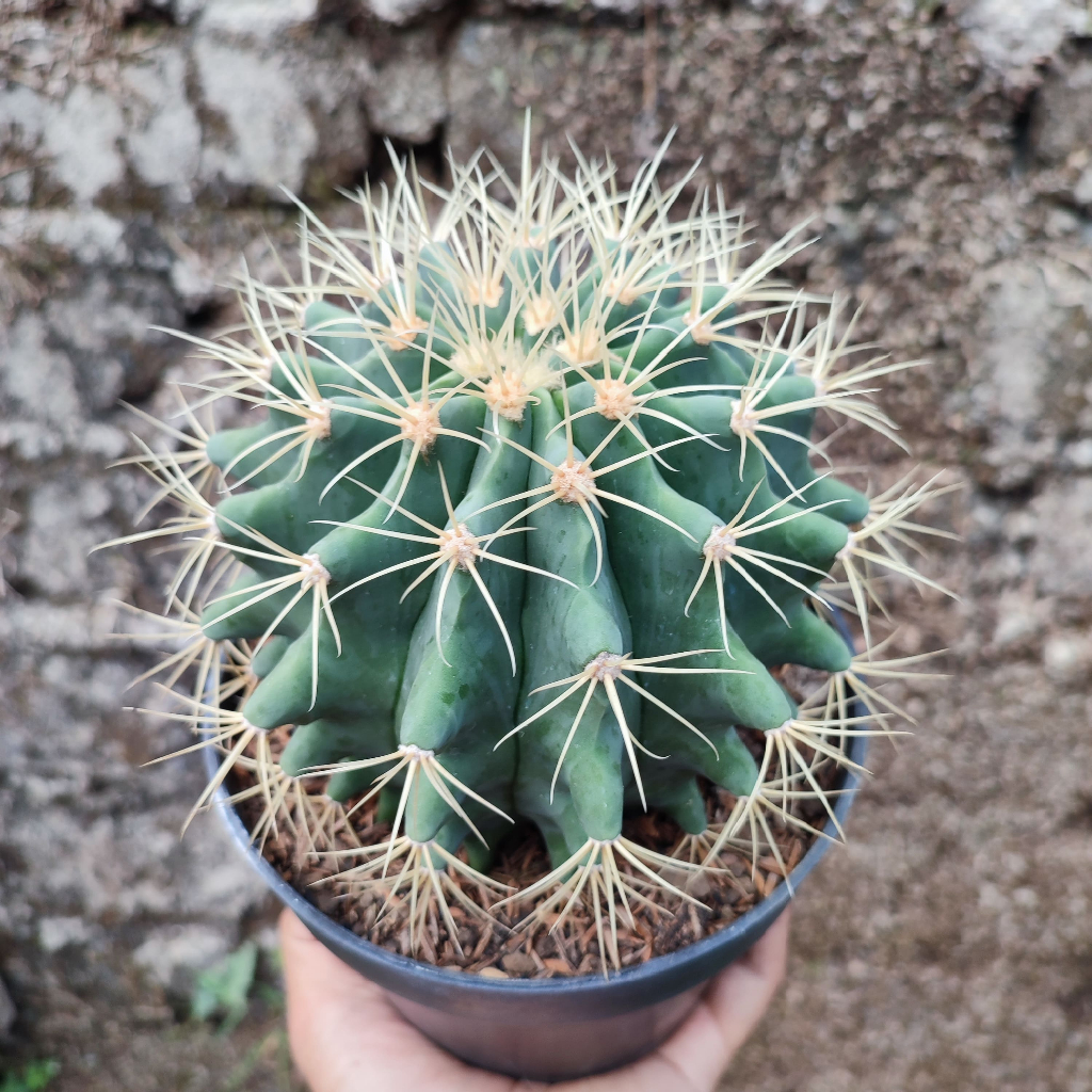 Ferocactus Glaucescens | DP 15 Cm | Kaktus