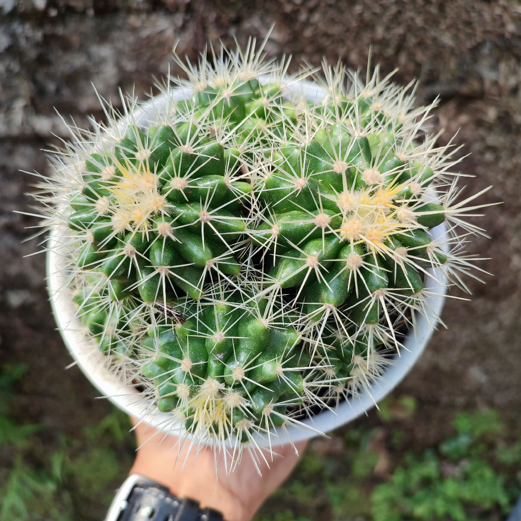 Echinocactus Grusoni (Golden Barrel) | DP 15 Cm | Kaktus