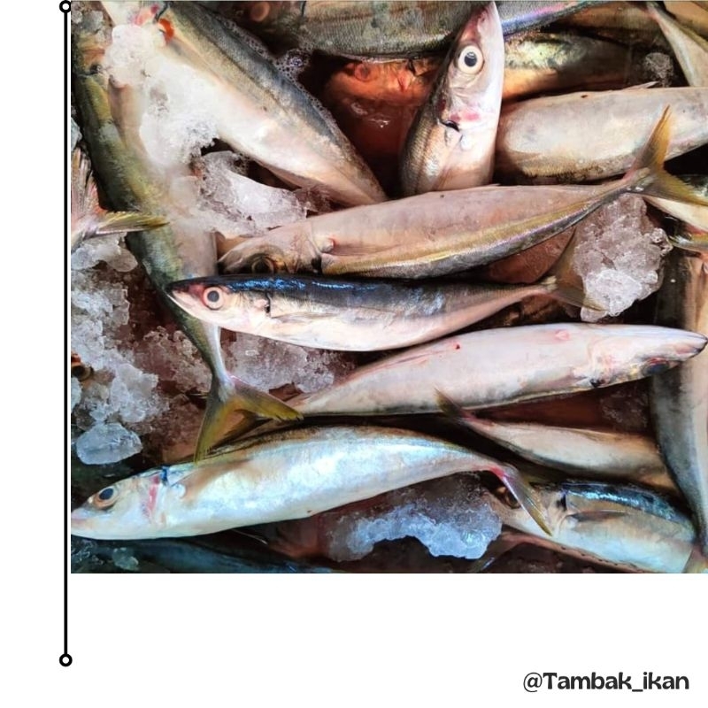 

Ikan Cue Layang Segar 1Kg