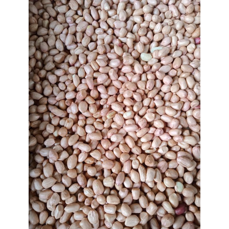 

kacang tanah kering/kacang tanah mentah 500g