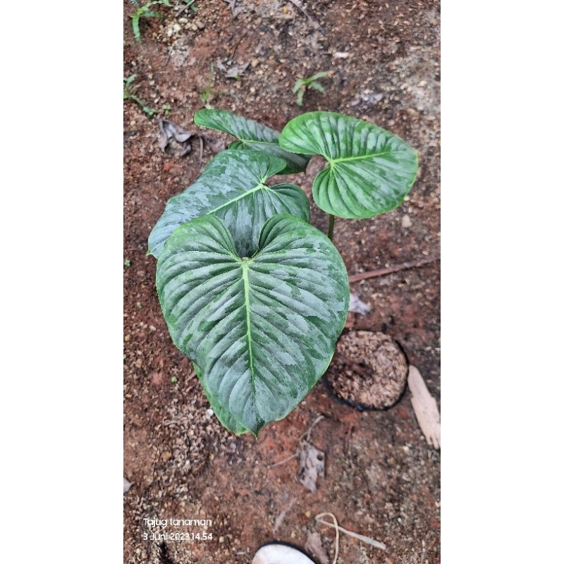 PHILODENDRON SODIROI