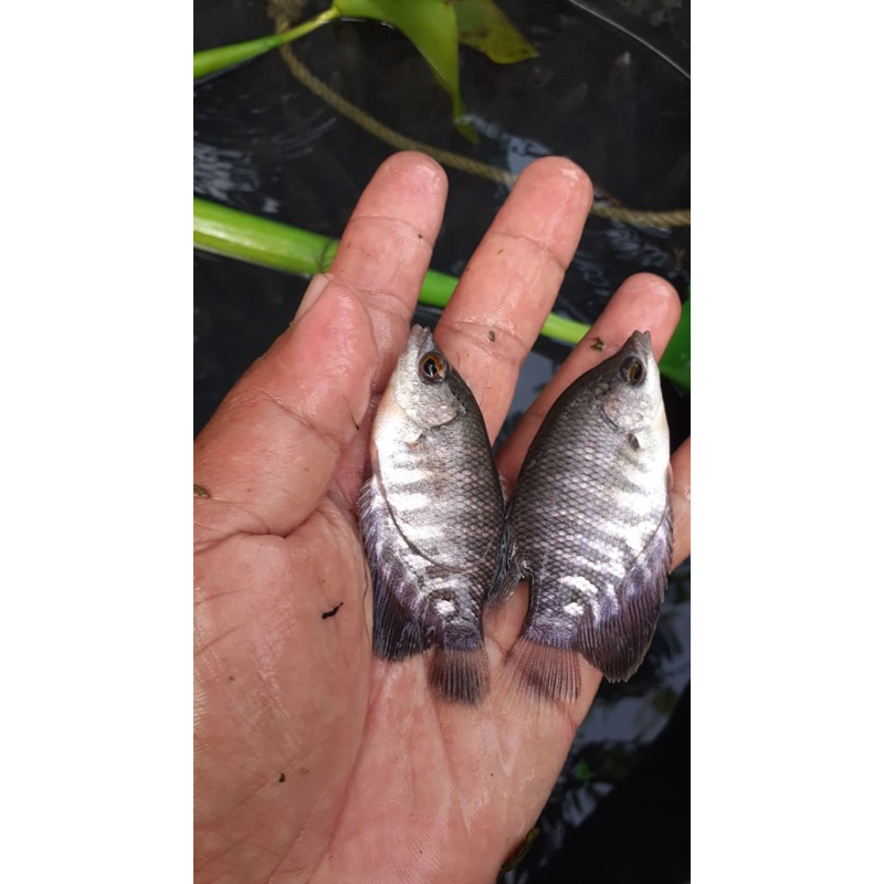 Gurame soang ukuran silet 4-5cm