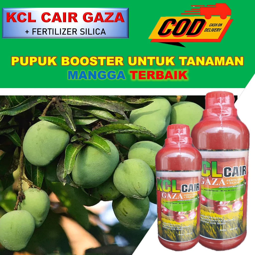 Pupuk Mangga Supaya Berbuah Lebat - Pupuk Mangga Agar Berbuah Lebat Dan Tidak Rontok - Pupuk Mangga 