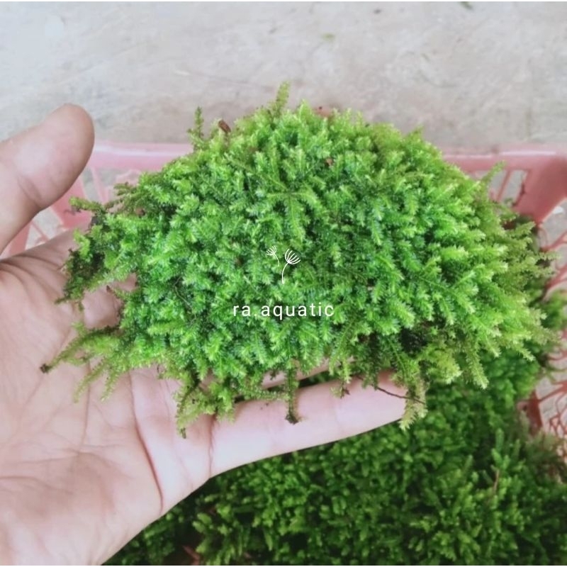 moss Gorontalo/ MOS darat paludarium