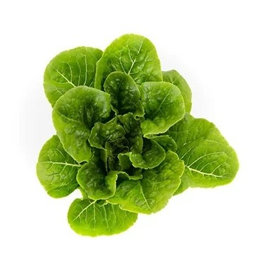 Benih Biji Tiberius Romaine RZ Green Cos Lettuce Rijk Zwaan Hidroponik