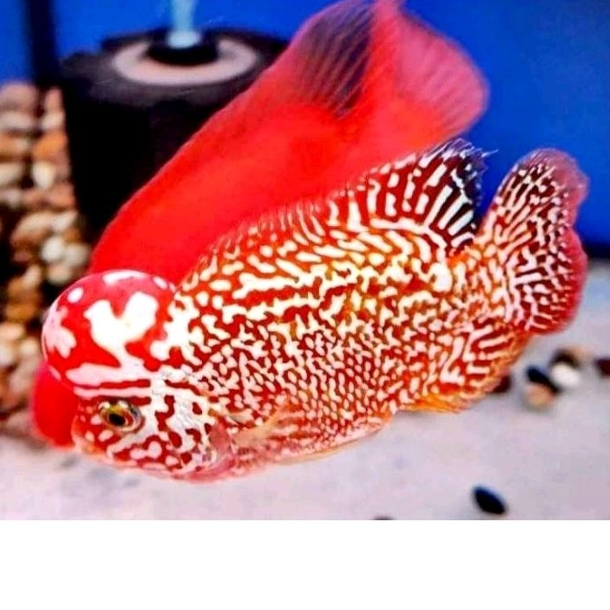 Burayak Red base Kamfa Thailand Super F2