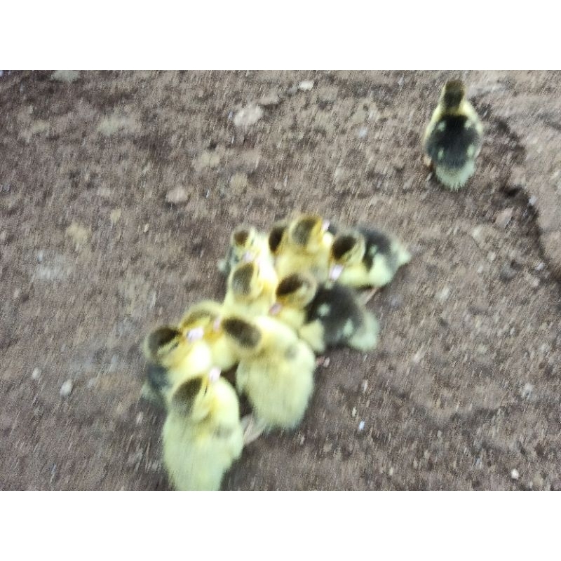 anak entog rambon silver