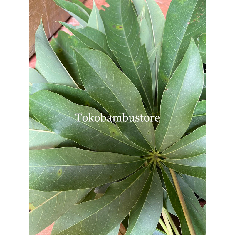 

Daun randu segar petik langsung 1 kg-az