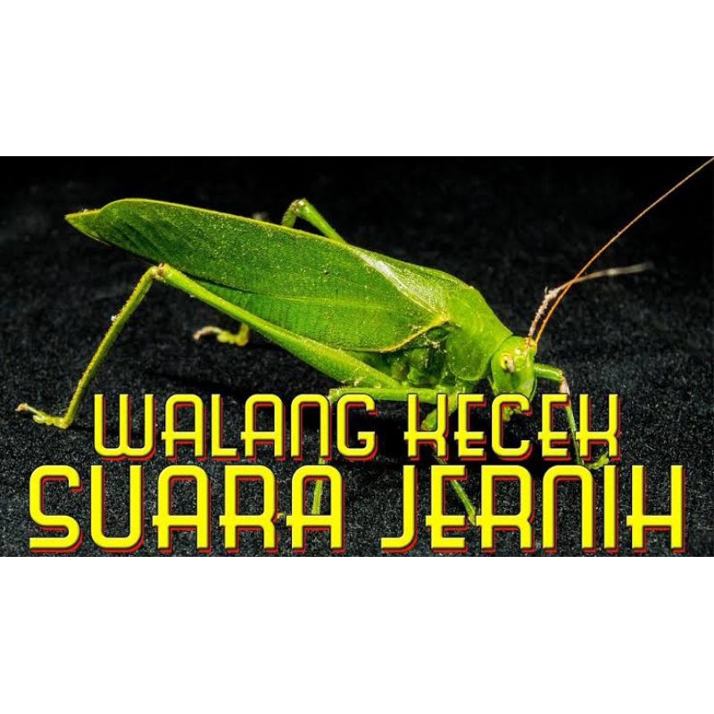 Walang Kecek/Masteran Burung Kicau isi 5 ekor