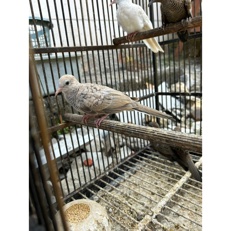 Perkutut Silver