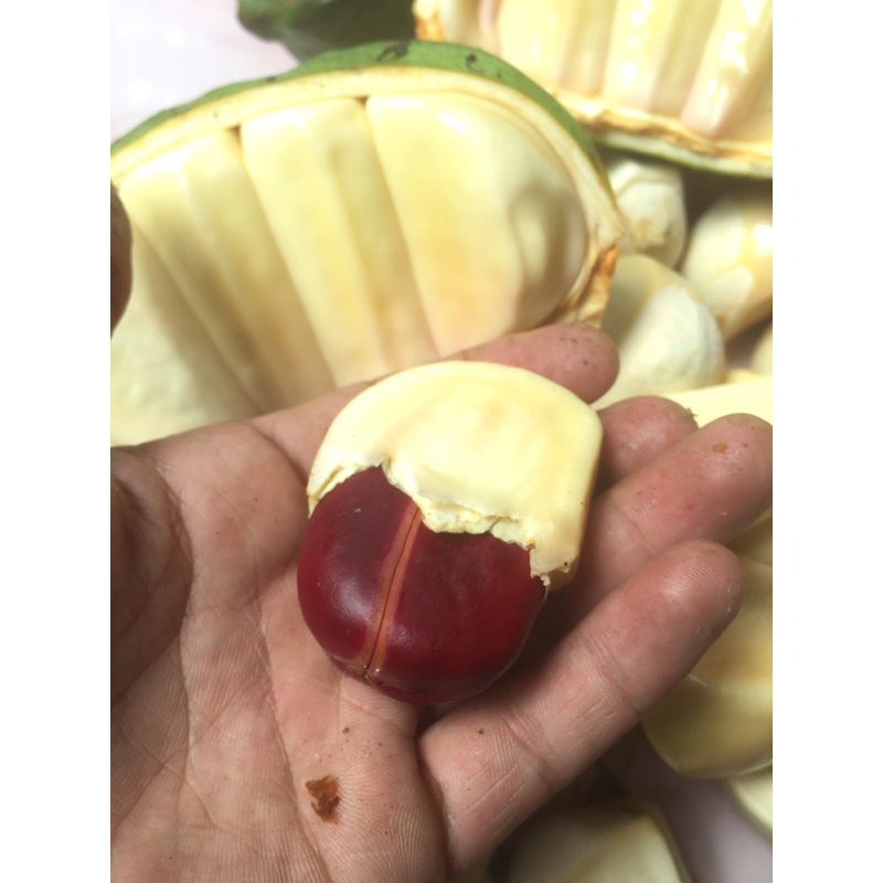 

COLA NUT SEGAR 1 KG from afrika fresh grade A+