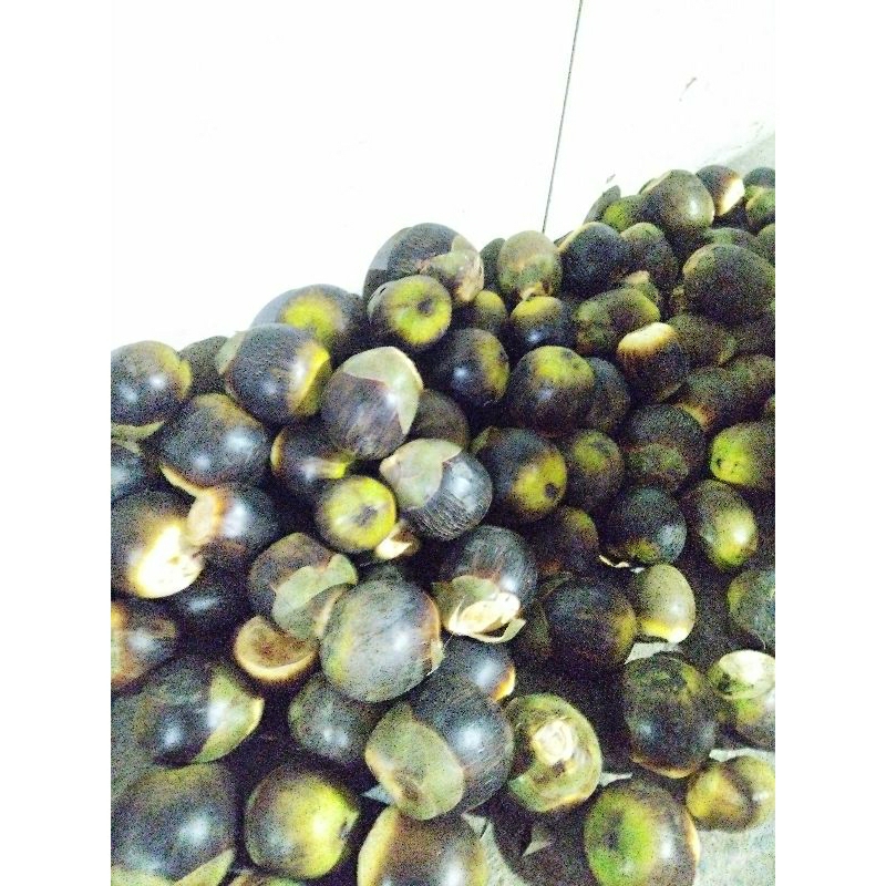 

buah Lontar utuh / buah siwalan utuh / glundungan