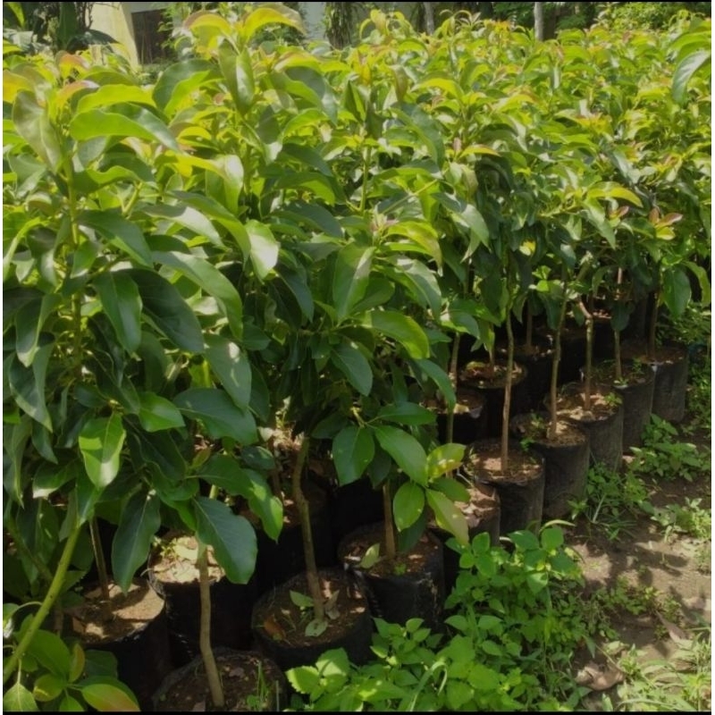 bibit alpukat aligator jumbo 1meter