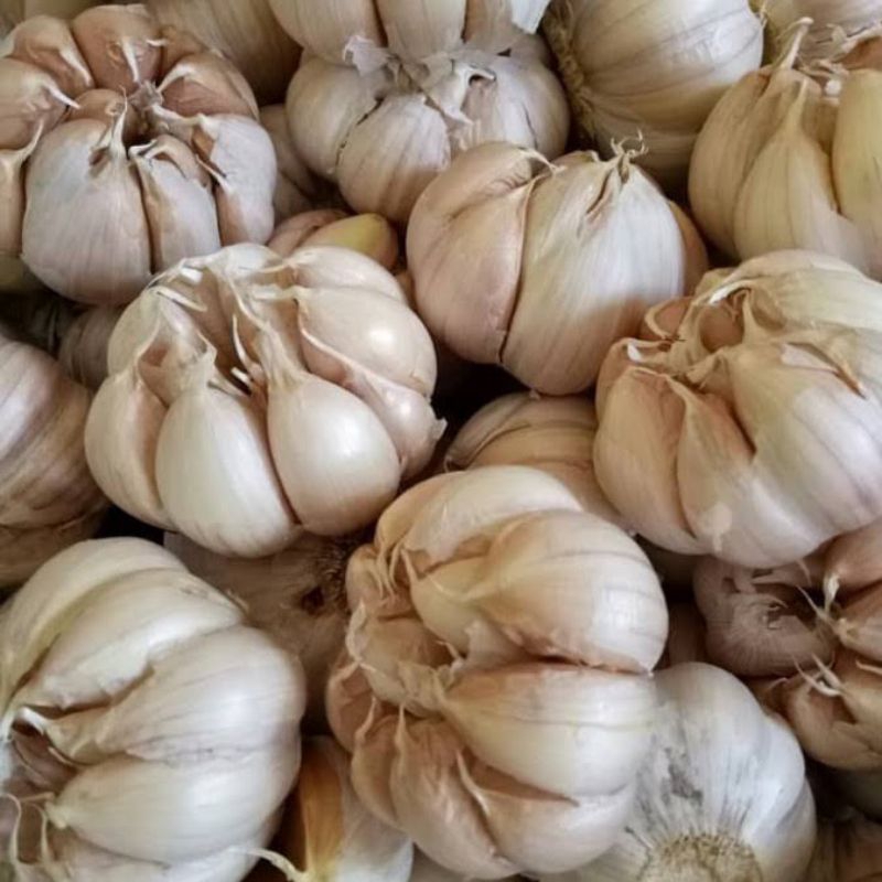 

Bawang Putih