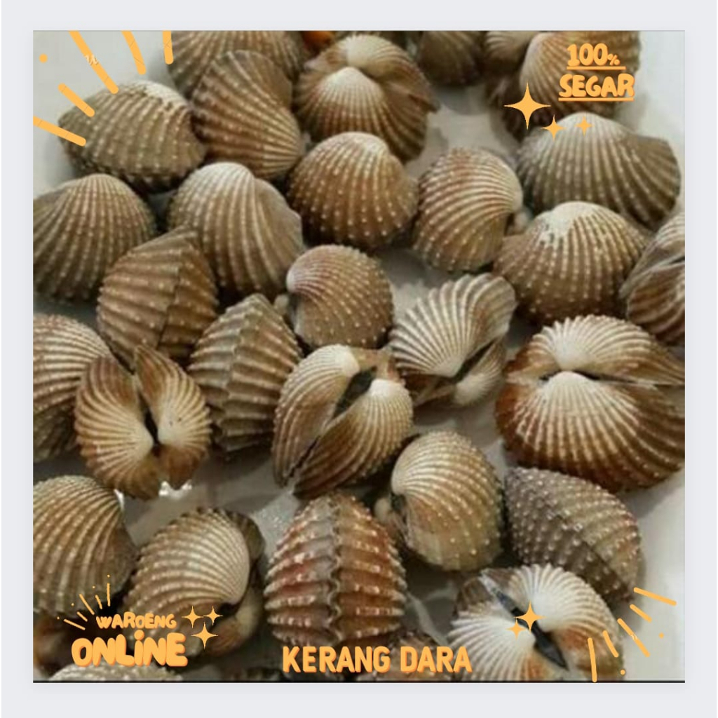 

Kerang Dara Segar 500gr