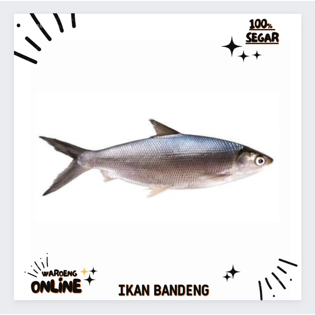 

Ikan Bandeng Segar 500gr