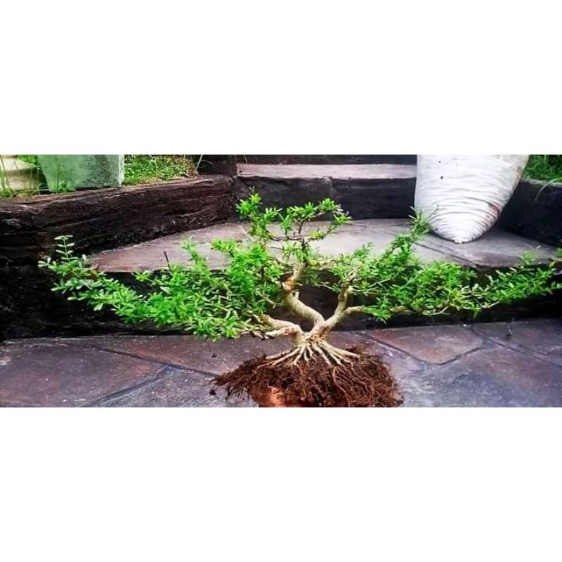 bahan bonsai Saeng simbur mikro Vietnam siap program akar