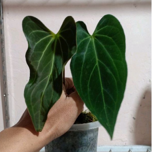 anthurium black mamba