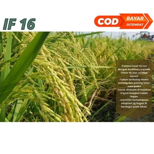 Benih Bibit Padi Unggul IF 16 / bobot 5kg Berkualitas