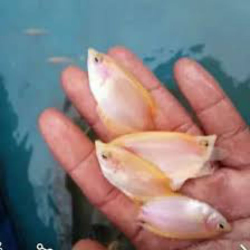 

ikan gurame padang