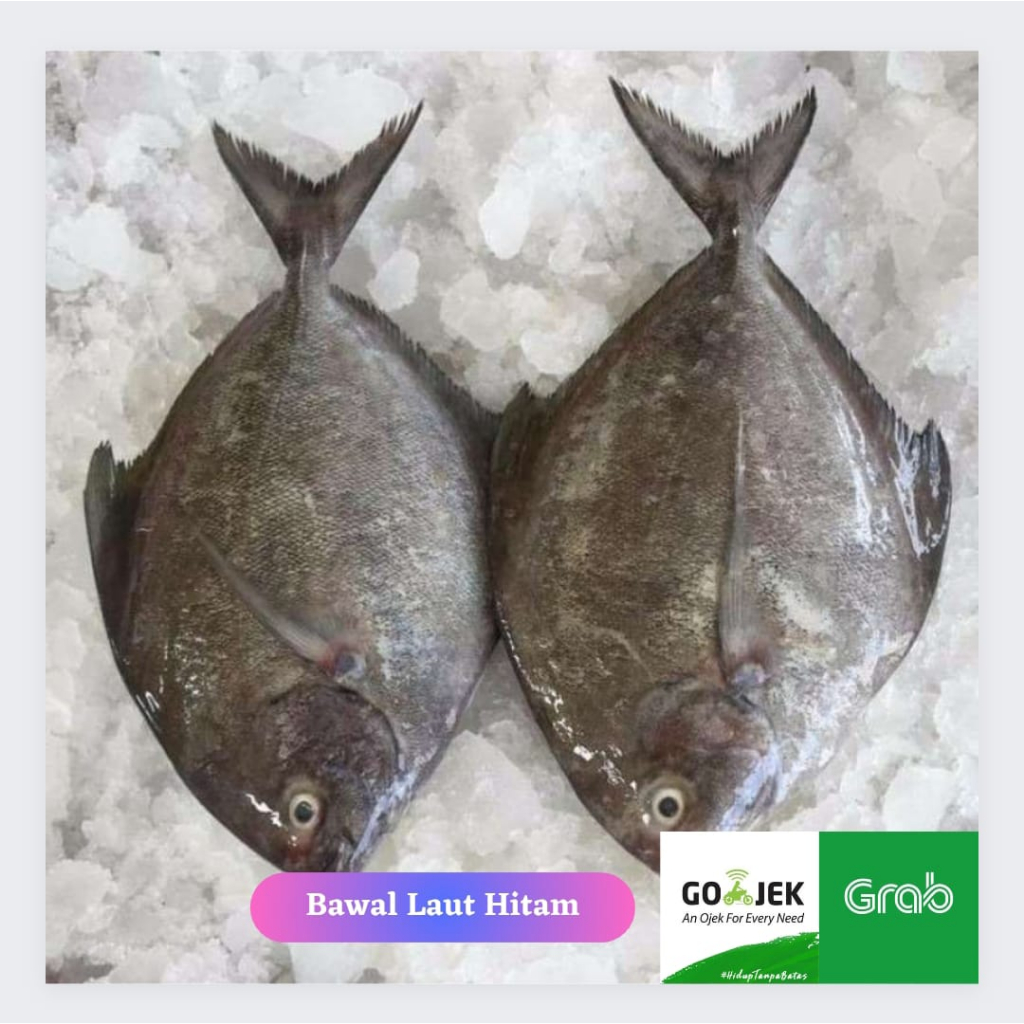 

Ikan Bawal Laut Hitam Segar 1Kg