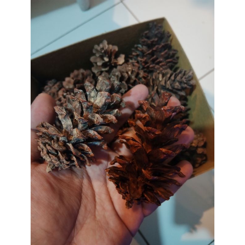 BIJI PINUS, Biji Pinus murah, Biji Pinus Berkualitas