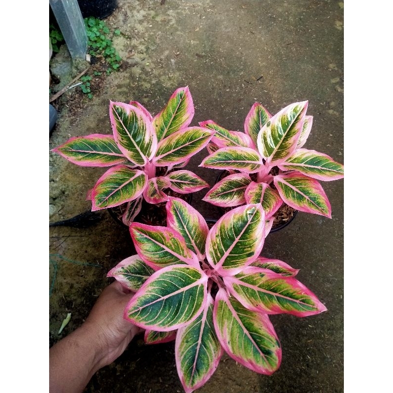 aglaonema  induk Lotus Delight