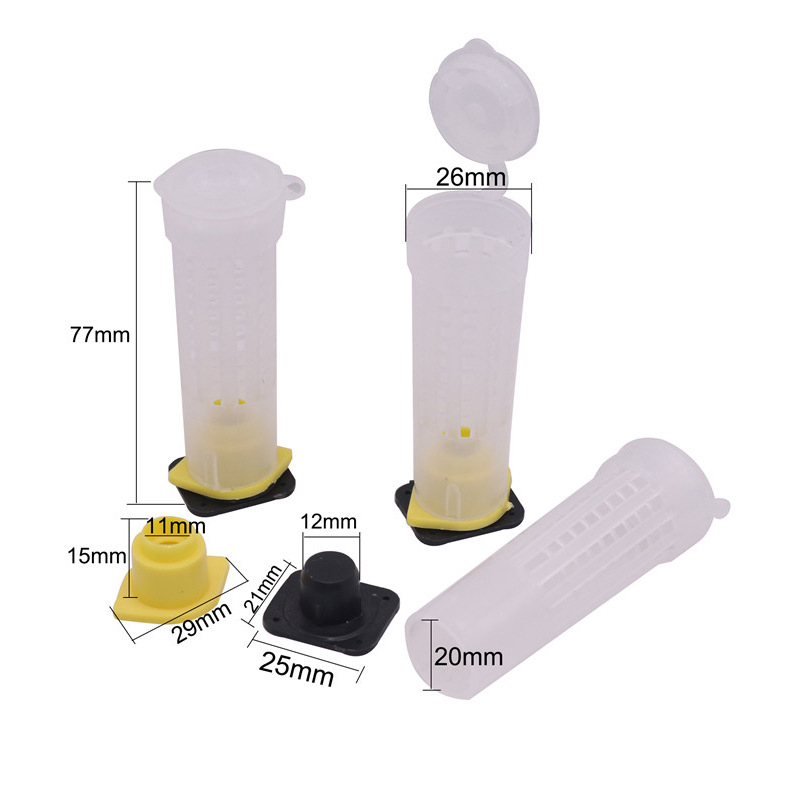 TerbaruMengurung ratu apis cerana membuat ratu apis cerana/mallifera menarik koloni setelah ratu sud