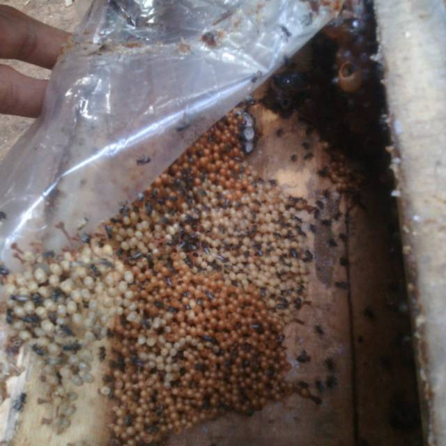 BIBIT LEBAH KLANCENG-LEBAH KELULUT-TRIGONA LEAVICEPS- LEBAH TANPA SENGAT-KOLONI KLANCENG jenis lebah