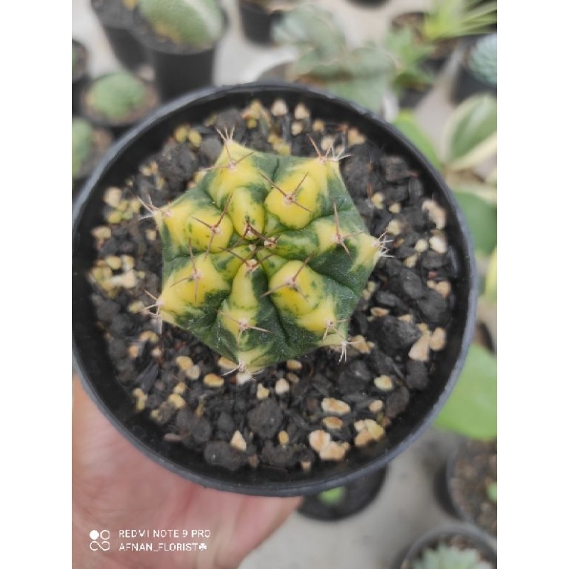 Tanaman hias kaktus miha yellow variegata