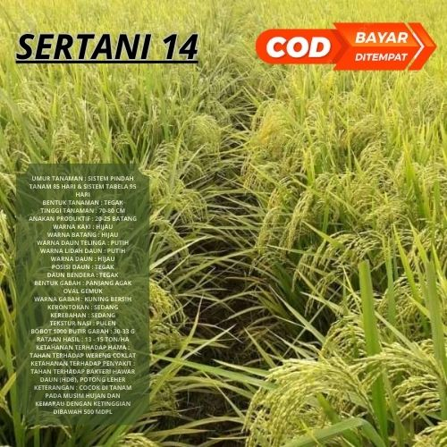 Benih Bibit padi sertani 14 kemasan 1 kg Unggul