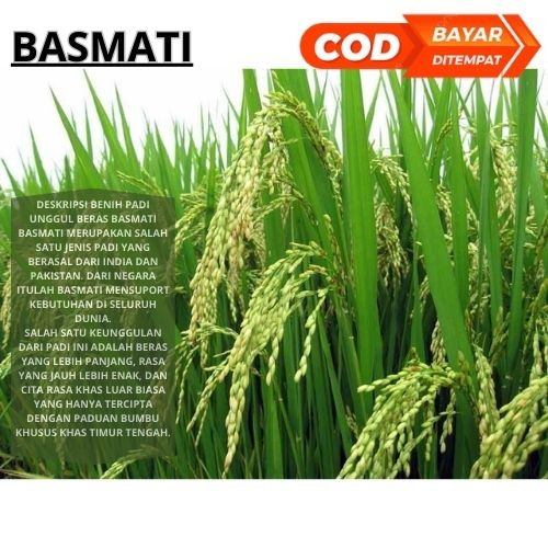 Benih Bibit Padi Basmati 1 Kg Padi India Berkualitas