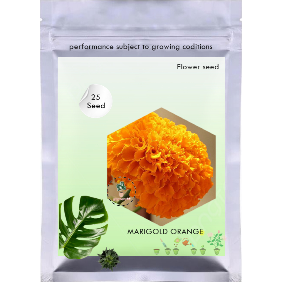 Benih Bibit Bunga Marigold