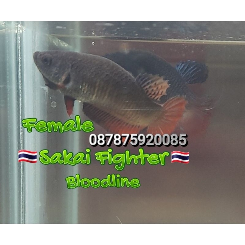 IKAN CUPANG ADUAN BETINA IMPORT THAILAND ORI SAKAI FIGHTER FEMALE PURE LINE