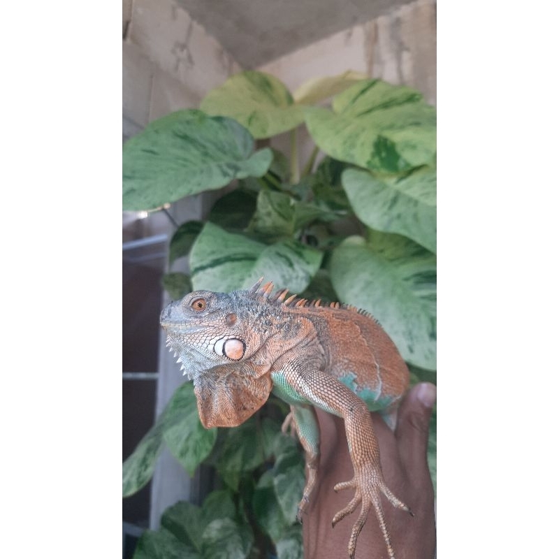 mainan iguana red axanthic / red blue