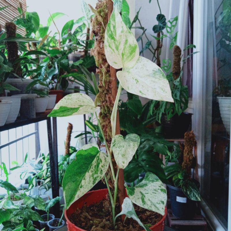 Epipremnum Pinnatum Variegata Marble | Epip Marble Varigata