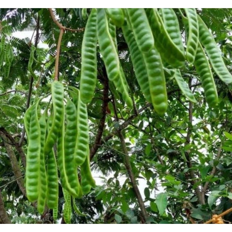 

PETAI MASAK DIPOHON