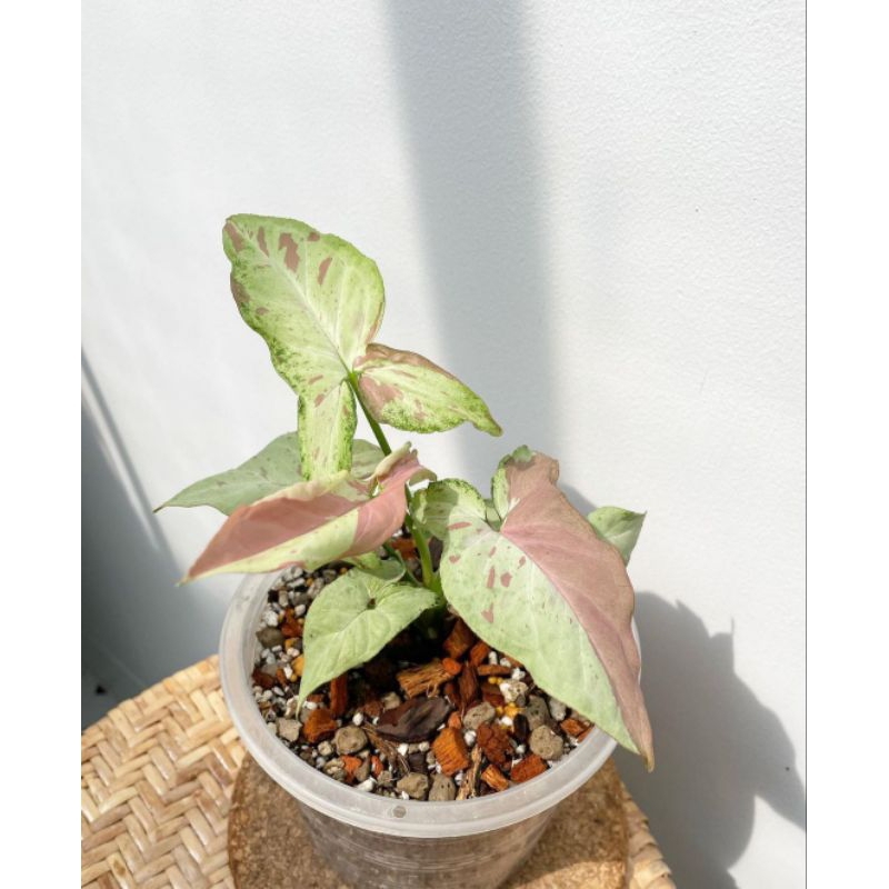 Syngonium Pink salmon