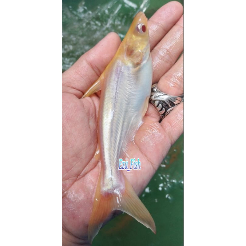 bibit ikan patin albino super 10-12cm