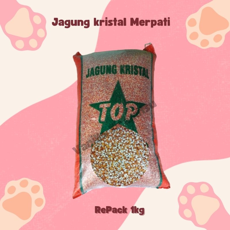 Jagung Kristal Jagung Merpati Jagung Probolinggo