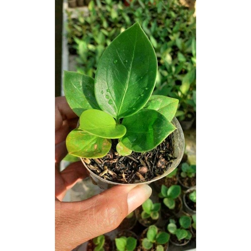 DIARY PETANI - Anthurium Jemani Mangkok Eka