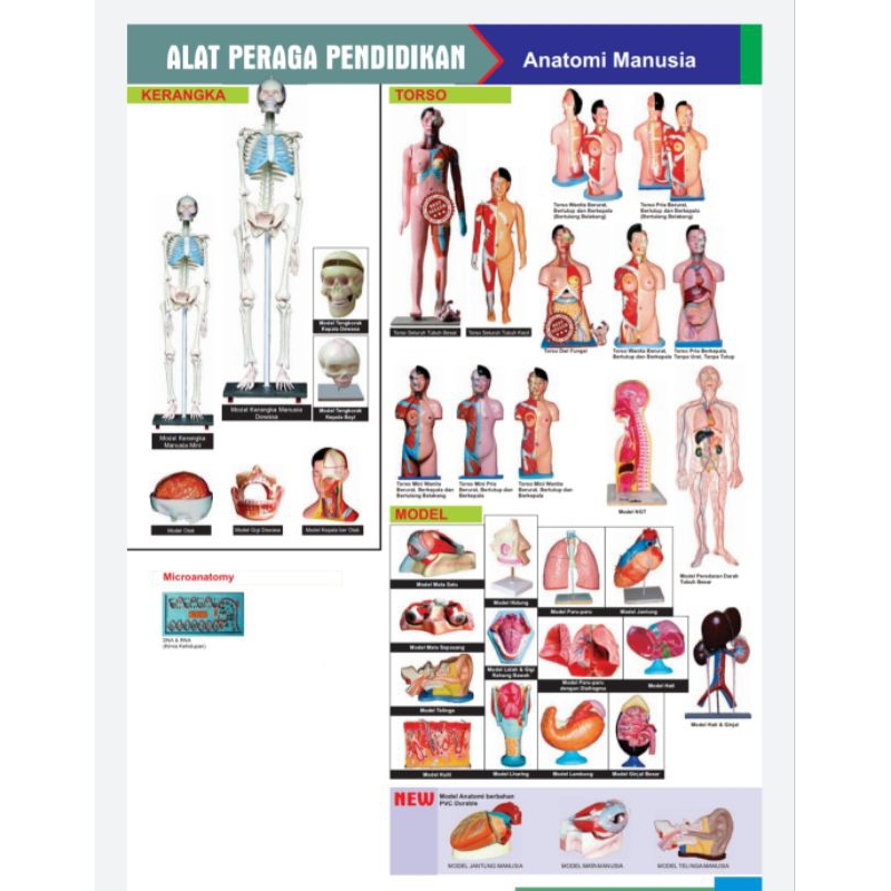 FREEONGKIR (COD) ALAT PERAGA PENDIDIKAN TORSO, KERANGKA, BONEKA MEMANDIKAN MAYAT - HARYADSGLOBAL