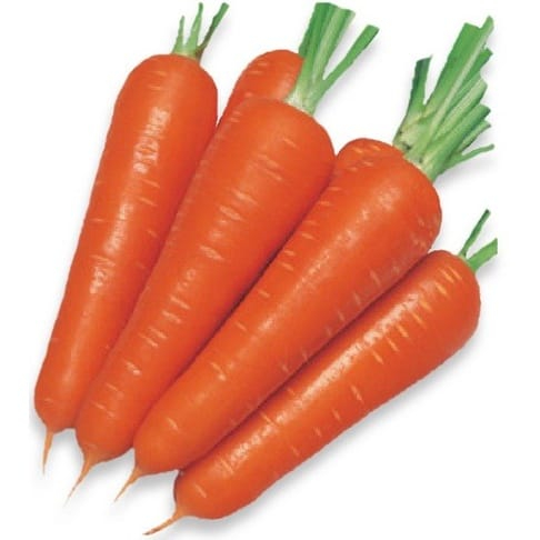 benih sayur-sayuran (benih sayuran wortel)