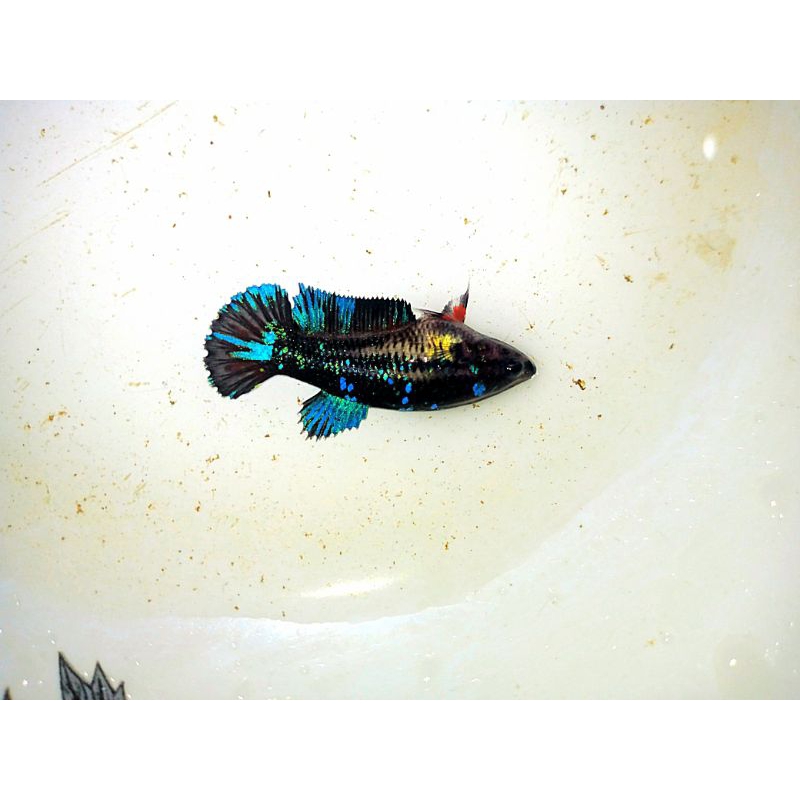 CupangHiasAvatar1PasanvTopGrade